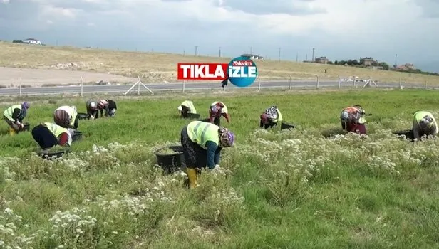 Yatırım bedeli düşük kazancı yüksek!! Devlet desteği de cabası! 160 bin TL'den fazla kazandırıyor!