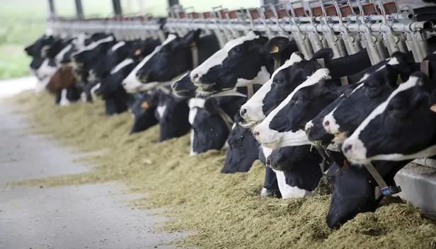 Hayvan yetiştiricilerin toplu para ihtiyacına yönelik birçok banka, kredi fırsatı sunmaktadır-2