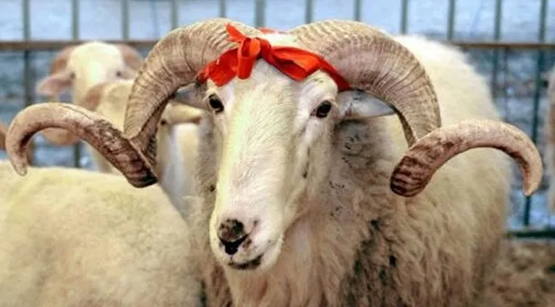 kurban-namazi-nasil-kilinir-kac-rekat-kurban-kesildikten-sonra-namaz-kilinir-mi-diyanet-acikladi-1687870372451.jpg Kurban namazı nasıl kılınır, kaç rekat? Kurban kesildikten sonra namaz kılınır mı? Diyanet açıkladı...-3