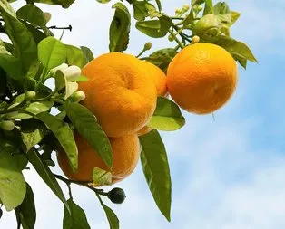 Rüyada mandalina görmek ne anlama gelir?
