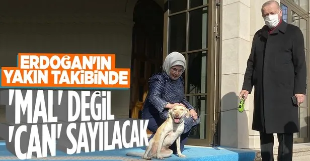 Hayvanları koruma kanununda sona yaklaşıldı! Başkan Erdoğan’ın yakın takibinde