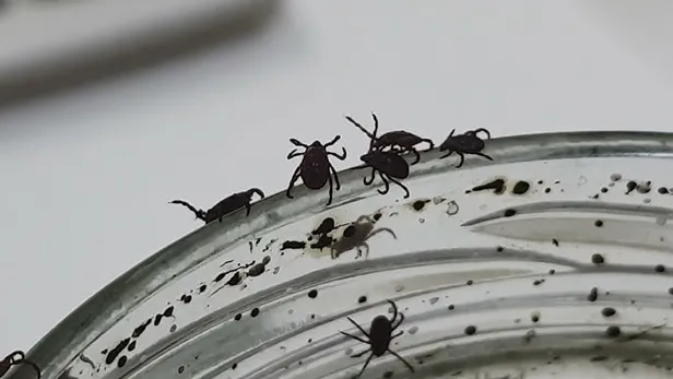 Evlerimizde aniden ortaya çıkıyor! İstanbul, Ankara, Antalya, Sivas, İstanbul, Bursa tüm Türkiye'ye acil önlem uyarısı!-6