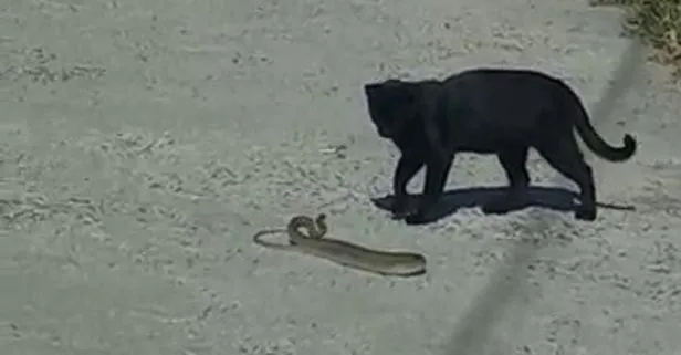 Kedi ile yılanın kavgası kamerada! Kazanan kedi oldu
