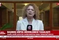 Başıboş köpek düzenlemesi yasalaştı