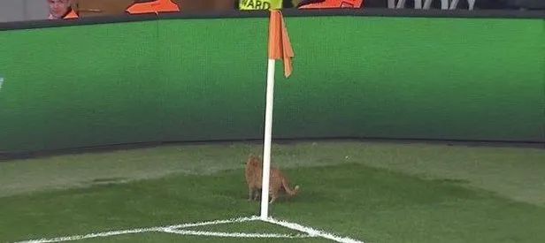 Sahaya kedi girdi, Beşiktaş golü buldu!