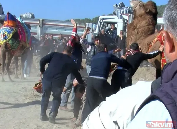 Son anda kurtuldular! Manisa'da deve güreşlerinde ezilme tehlikesi - 24