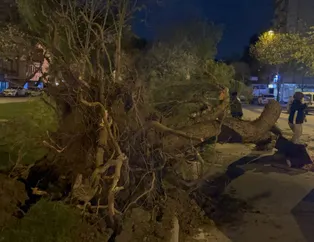 Fırtına ağaçları kökünden söktü