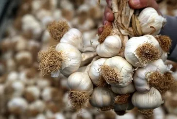 Enfeksiyona sarımsak