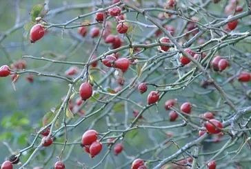 Kuşburnu şifa deposu