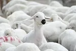 Kurban Bayramı ne zaman? Kurban Bayramı tatili kaç gün? 7 madde sayıldı: O hayvanları kesmek yasak!