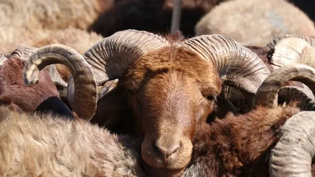 Diyanet Kizilay Losev Darussafaka Kurban Bagisi Fiyatlari 2020 Ne Kadar Oldu Kurban Bagisi Kac Para Takvim