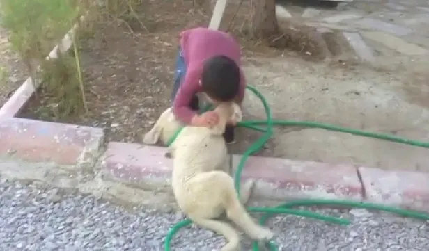 Sivas'ta köpeği ısıran küçük çocuk ilgi odağı oldu! Görenler gülme krizine girdi-3