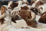 Kurban üreticisine müjde: Satılamayan hayvanları ESK alacak