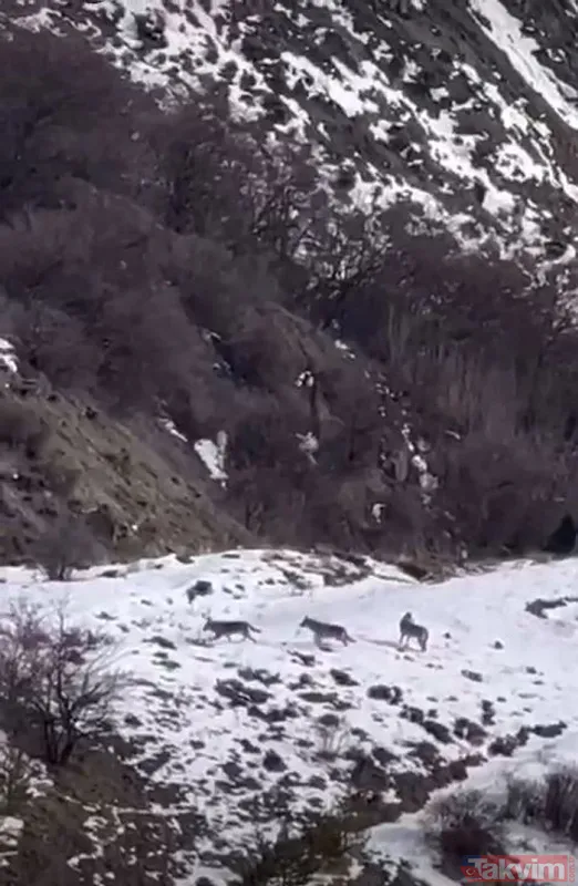 Erzincan'da dağ keçilerini takip eden kurt sürüsü görüntülendi - 9