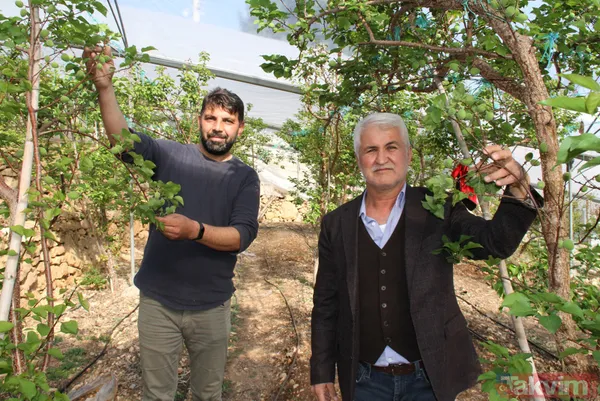 Daha önce yere dökülüyordu! Kayısı çağlasının kilosu 100 TL'den satılıyor - 5