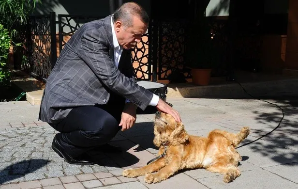 Başkan Erdoğan talimat verdi! Barınaklar için yol haritası: Pilot il İstanbul seçildi-3