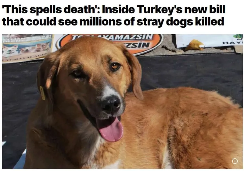 Batı basınından açık operasyon! Sokak hayvanları yasası bahane: Başkan Erdoğan’ı hedef alıp boykot çağrısı yaptılar-1