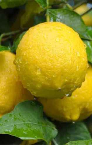 "Ege'nin narenciye bahçesi"nde üreticiler Rusya ve İtalya pazarı için mesai yapıyor