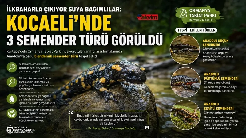 ilkbaharla-cikiyor-suya-bagimlilar-kocaelinde-3-semender-turu-goruldu-1779193485827.jpg İlkbaharla çıkıyor suya bağımlılar: Kocaeli'nde 3 semender türü görüldü-2
