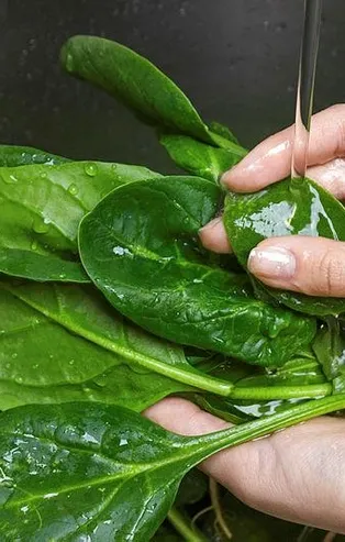 Zehirli ıspanak vakalarının sayısı artıyor! Bakanlık, ıspanağın içine karışan otların zehirlediğini açıkladı