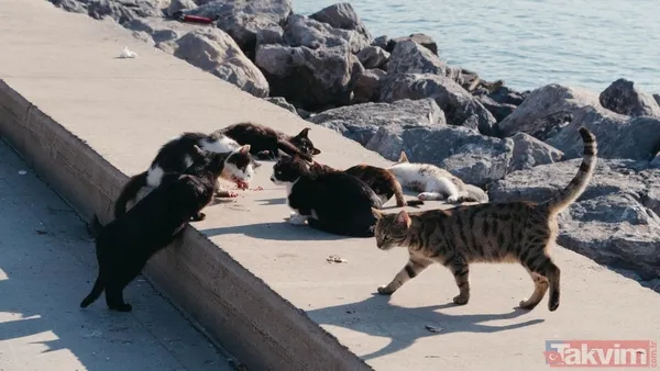 Türkiye sandınız ama değil! 74 milyonla dünyanın en çok kedi besleyen ülkesi açıklandı - 8