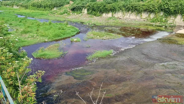Kocaeli Gölcük ve Karamürsel'de kurban kanları derelere aktı! Suyun rengi kırmızıya döndü - 12