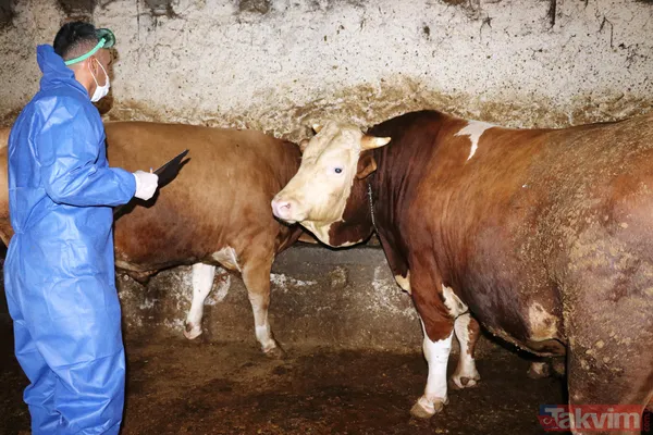 Kurban nasıl kesilir? Kurban için vekalet nasıl verilir? Kurban ibadetinde nelere dikkat edilmeli? Diyanet kurbanda dikkat edilmesi gerekenleri açıkladı - 14