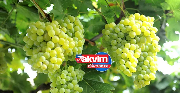 Rüyada üzüm görmek ne anlama gelir? Rüyada üzüm salkımı görmek hayırlı mıdır? Rüyada üzüm yemek neye işarettir?