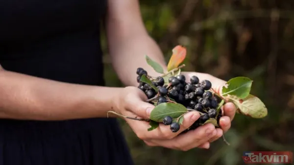 Süper meyveyle tanışın! Bilimsel olarak kanıtlanan aronya antibiyotik etkisiyle bağışıklığı güçlendiriyor - 2