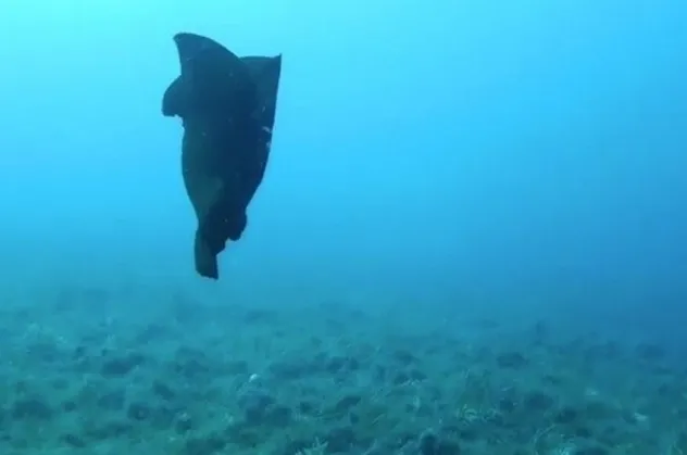 Çanakkale’de deniz tavşanı görüntülendi