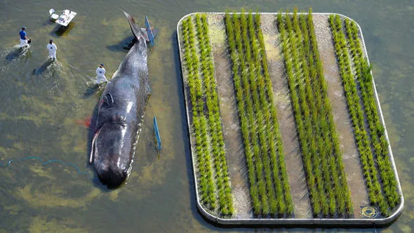 Madrid'de nehir kıyısında İspermeçet balinası görenleri şaşırttı - 1