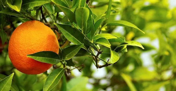 Kabızlığa iki doğal kür