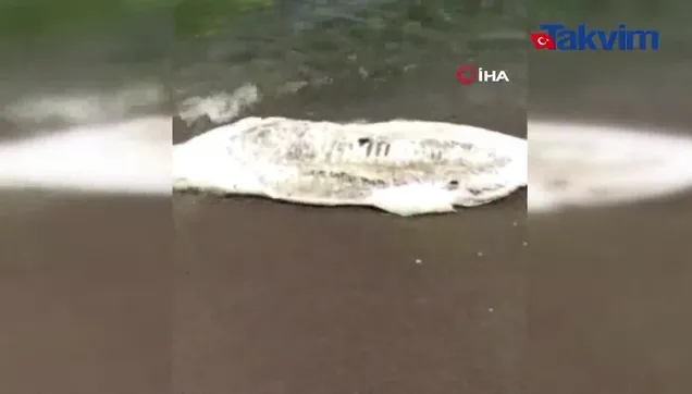 Bursa’da ölü yunus balığı karaya vurdu