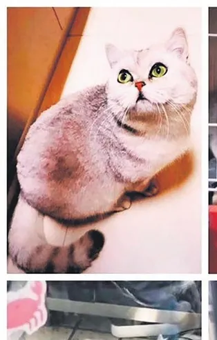 Coronavirüsün başladığı Wuhan'da 54 gün tek başına kalan hamile bir kedi, dört yavru doğurdu