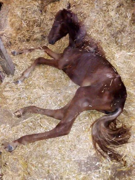 SON DAKİKA: CHP'li İBB'nin kayıp at skandalında kan donduran gerçek: Kayıp atlara kayıt dışı ilaç-6