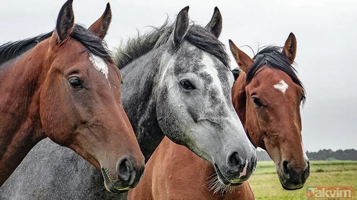Rüyada at görmek ne anlama gelir? Rüyada kahverengi, siyah, beyaz at