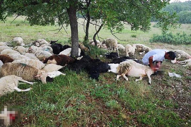 Eskişehir'de feci olay! 55 koyun telef oldu