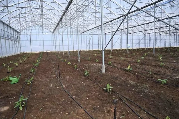 turkiyede-bir-ilk-organize-sanayi-bolgesine-muz-serasi-kuruldu-1633242236451.jpg Türkiye'de bir ilk! Organize sanayi bölgesine muz serası kuruldu-3