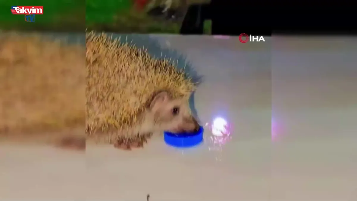 Siirt'te iç ısıtan görüntü