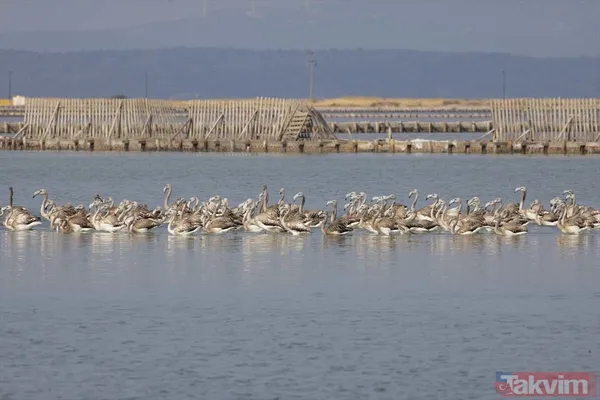Minik allı turnalar (flamingolar) uçmayı İzmir Kuş Cenneti'ndeki doğal kreşte öğreniyorlar - 28