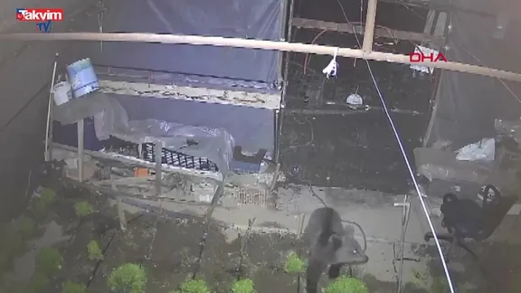 Seraya giren yavru bozayı kamerada: İşte o anlar!