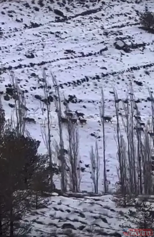 Erzincan'da dağ keçilerini takip eden kurt sürüsü görüntülendi - 1