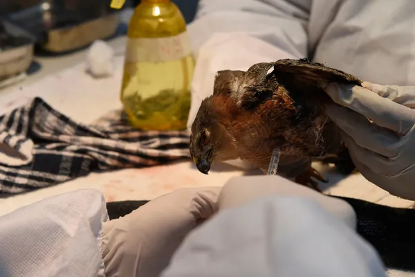 koronavirus-mutasyona-ugramis-koronavirus-derken-simdi-de-kus-gribi-japonyada-58-milyon-kumes-hayvani-itlaf-edildi-1610958287927.jpg Koronavirüs ve mutasyona uğramış koronavirüs derken şimdi de kuş gribi! Japonya'da 5.8 milyon kümes hayvanı itlaf edildi-4