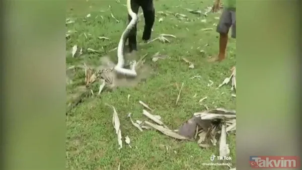 Yılan evcil köpeğe saldırdı! Dehşet dolu anlar... - 8