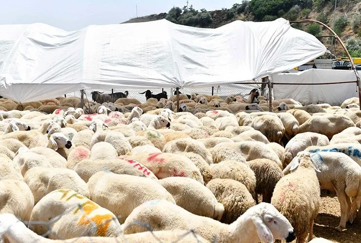 Bakanlıktan kurbanlık açıklaması!