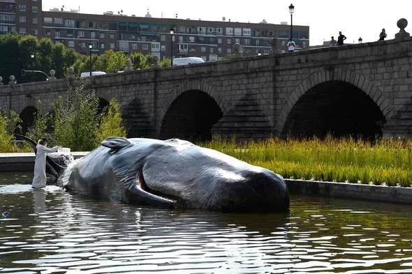 Madrid'de nehir kıyısında İspermeçet balinası görenleri şaşırttı - 2