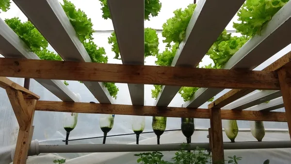 en-az-28-bin-tl-kazanmak-mumkun-istanbulda-memurluktan-istifa-eden-suleyman-dal-adana-kozanda-topraksiz-marul-1643630531027.jpg En az 28 bin TL kazanmak mümkün! İstanbul'da memurluktan istifa eden Süleyman Dal Adana Kozan'da topraksız marul üretimine başladı-4