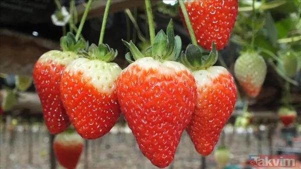 Samsun'da Kar Altında Yetişiyor! Bu Hasada Talep Yağıyor - 6