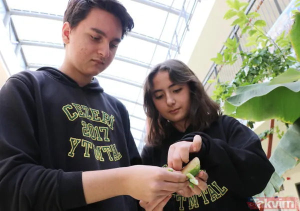 Ankara'da lise öğrencileri karasal iklimde muz avokado incir limon zeytin ve hurma yetiştiriyor - 8