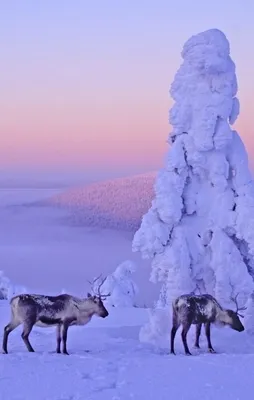 Muhteşem kar manzaraları